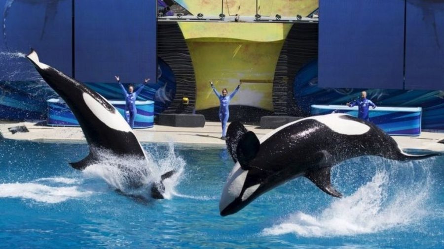 Not What it SEAms:Why SeaWorld and Other Aquariums are Animal Rights Violations
