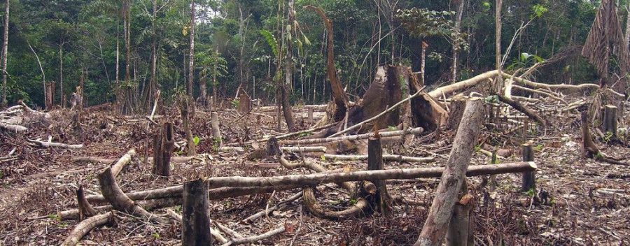 Man Made Fires Destroy Amazon Rainforest and the World’s Climate