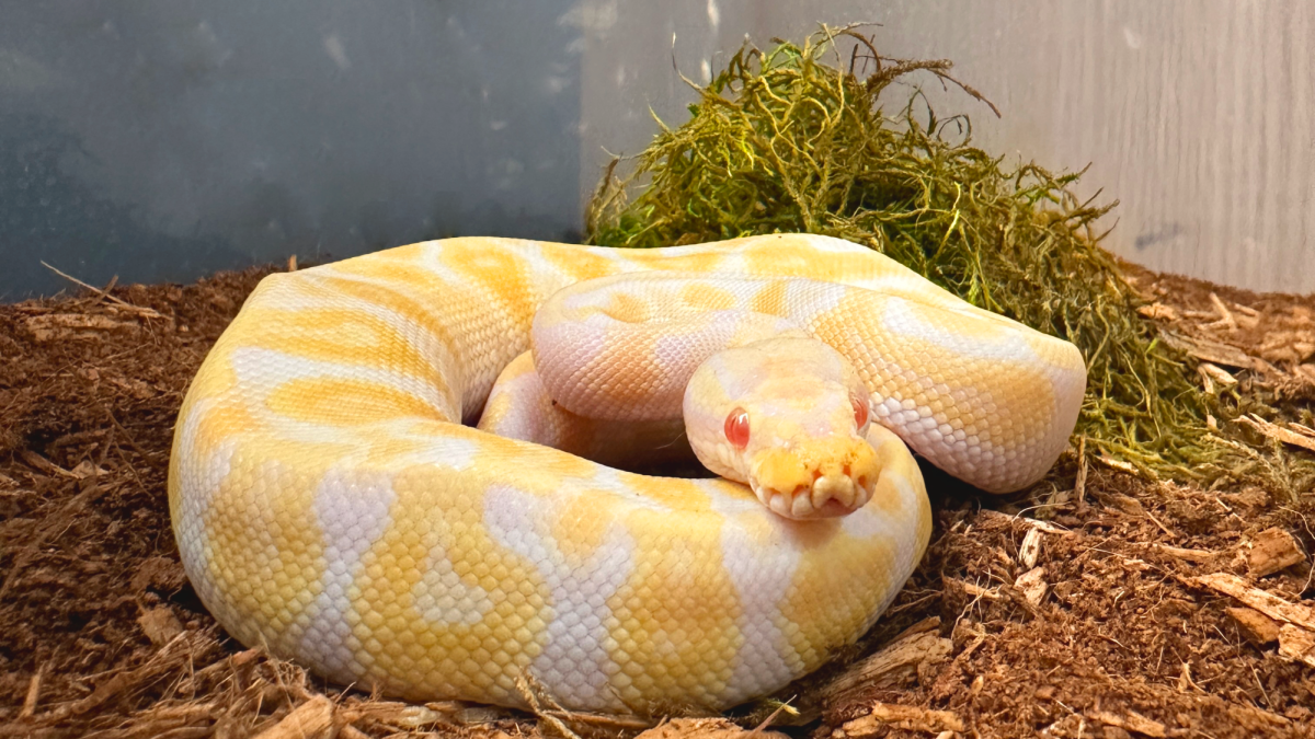 The ball python, fitting to its name, balled up under one of its hides.