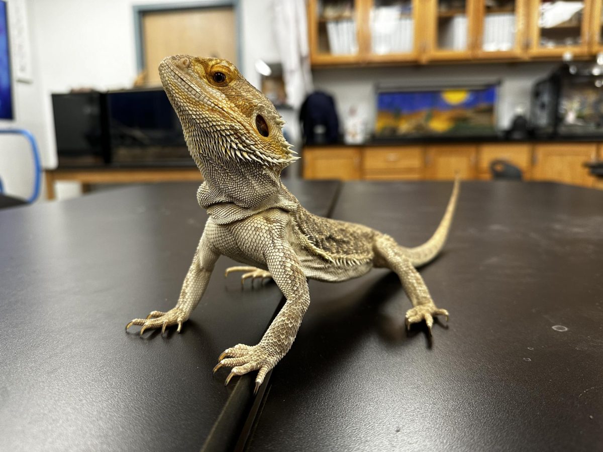 Bob the bearded dragon, an icon of the science lab. Photo by Noah Bergh 