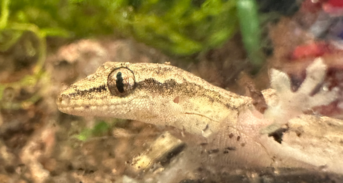 One of HBHAs new addition animals, the mourning gecko, licking droplets of water off the glass.